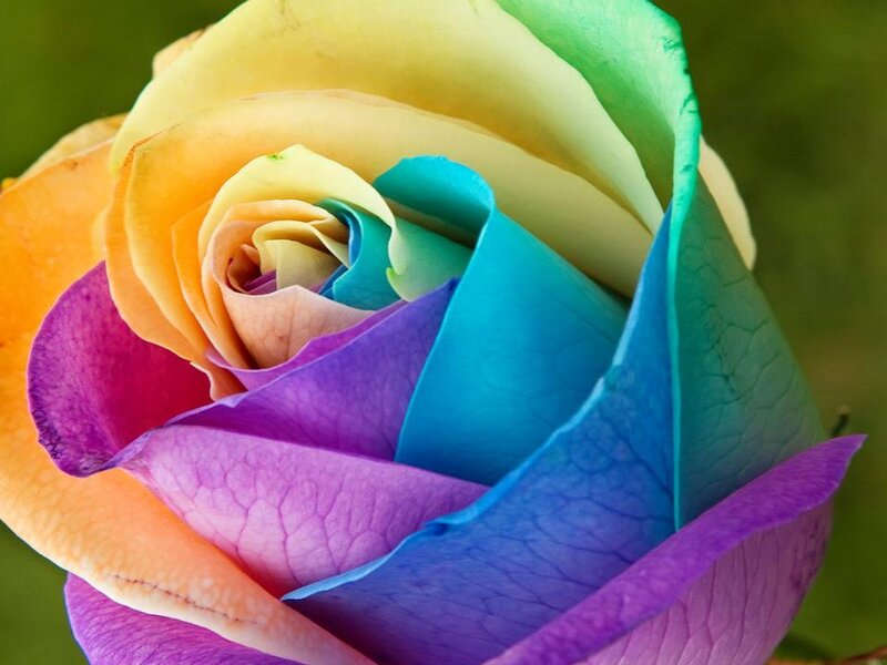 Rainbow Rose Flower — Purple, Vibrant