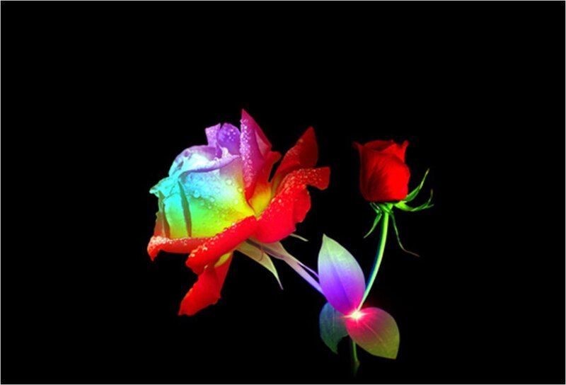 Rainbow Rose Flower — Red, Dramatic, Digital Art, Bud, Leaf