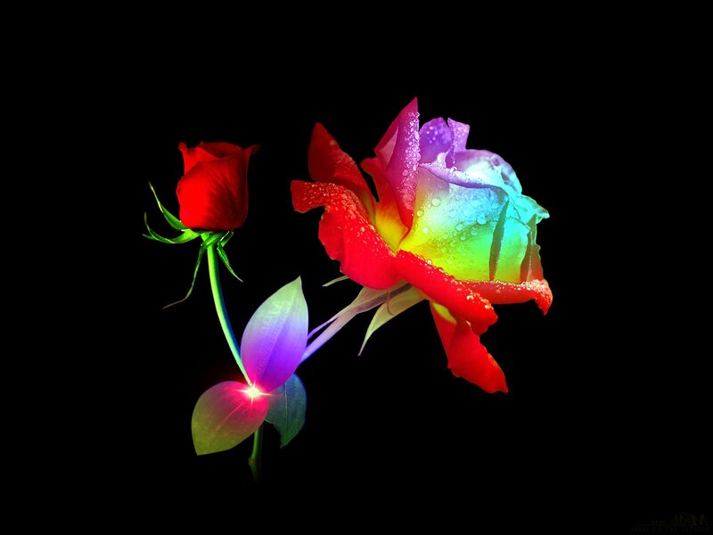Rainbow Rose Flower — Red, Dramatic, Digital Art, Bud