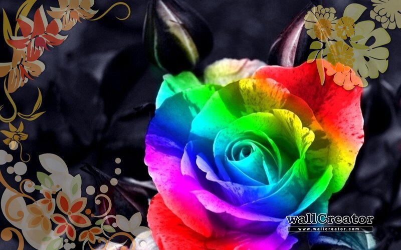 Rainbow Rose Flower — Red, Dramatic, Digital Art, Flowers