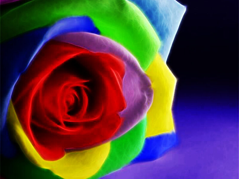 Rainbow Rose Flower — Red, Dramatic, Digital Art