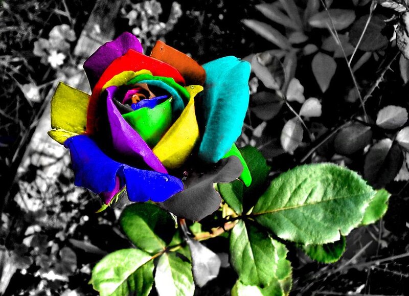 Rainbow Rose Flower — Red, Dramatic, Photograph, Leaves