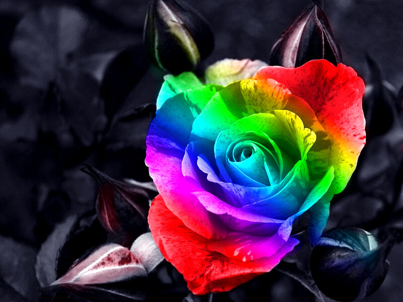 Rainbow Rose Flower — Red, Dramatic, Photograph