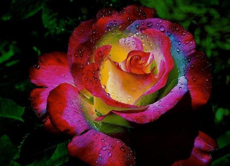 Rainbow Rose Flower — Red, Dramatic, Photograph, Water Droplets