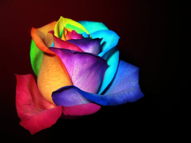 Rainbow Rose Flower — Red, Dramatic