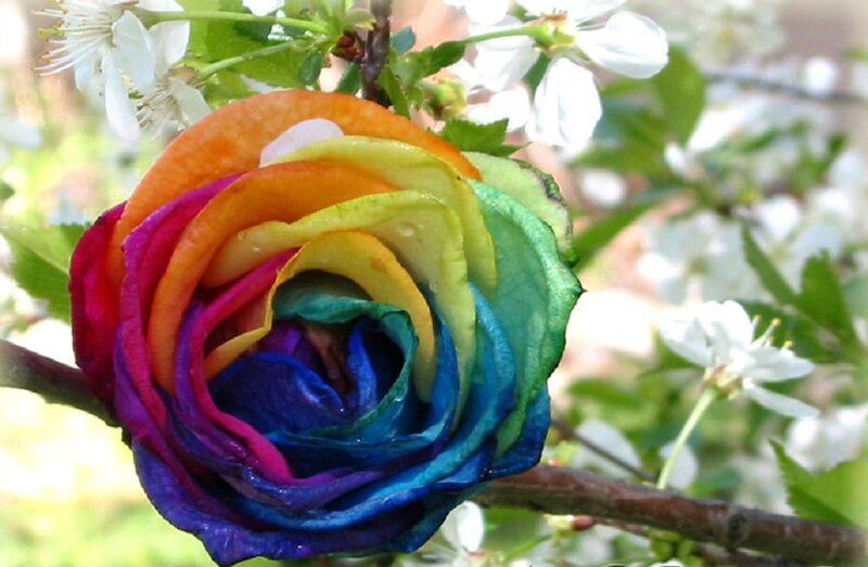 Rainbow Rose Flower — Red, Serene