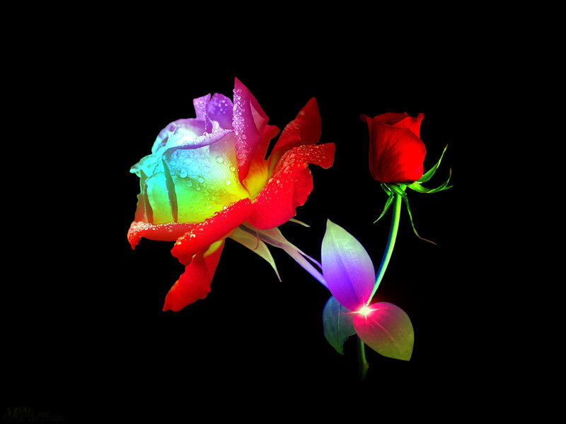 Rainbow Rose Flower — Red