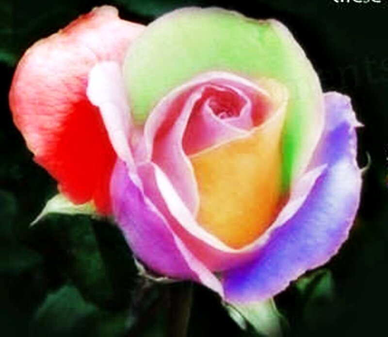 Rainbow Rose Flower — Red, Vibrant, Photograph, Petals, Green Leaves