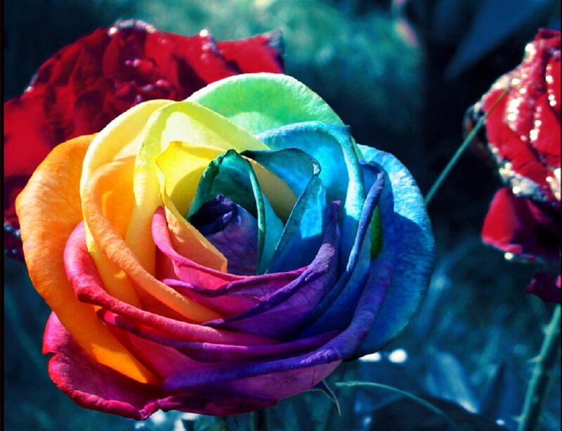 Rainbow Rose Flower — Red, Vibrant, Photograph, Petals
