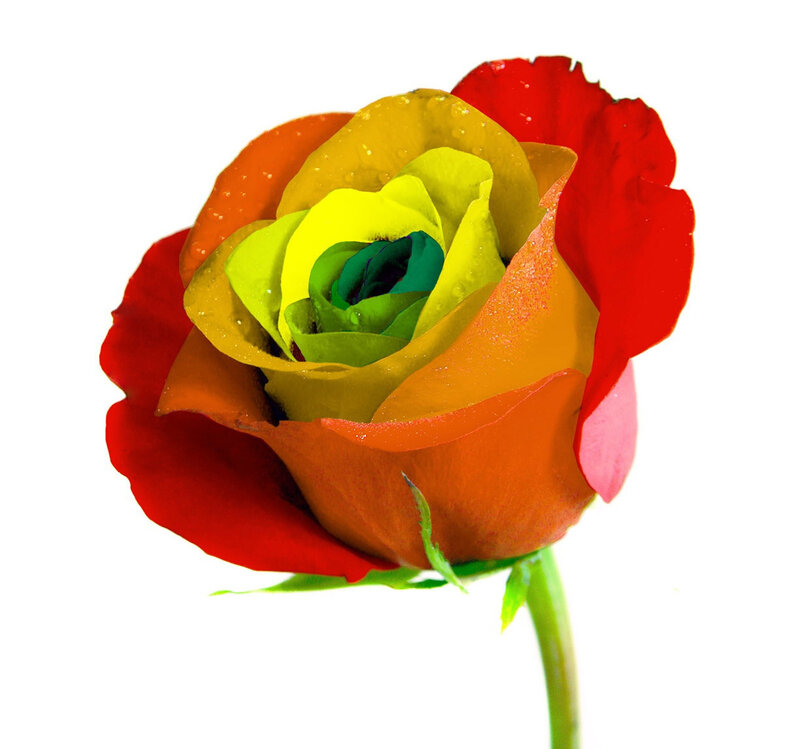 Rainbow Rose Flower — Red, Vibrant, Photograph, Stem