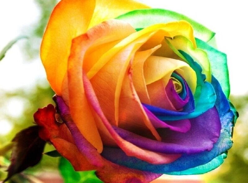 Rainbow Rose Flower — Red, Vibrant, Photograph