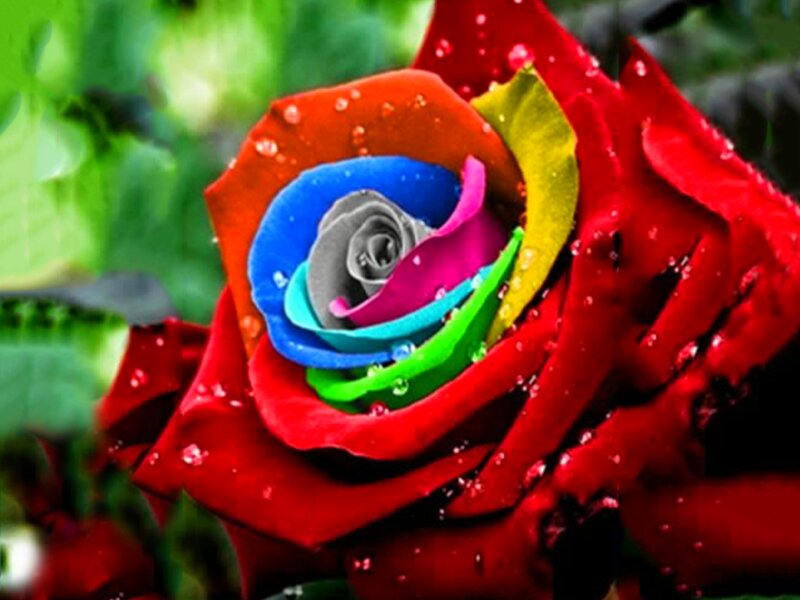 Rainbow Rose Flower — Red, Vibrant, Photograph, Water Droplets, Green Leaves