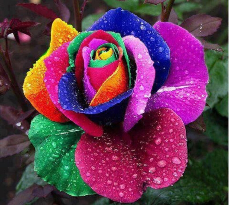 Rainbow Rose Flower — Red, Vibrant, Photograph, Water Droplets, Leaves
