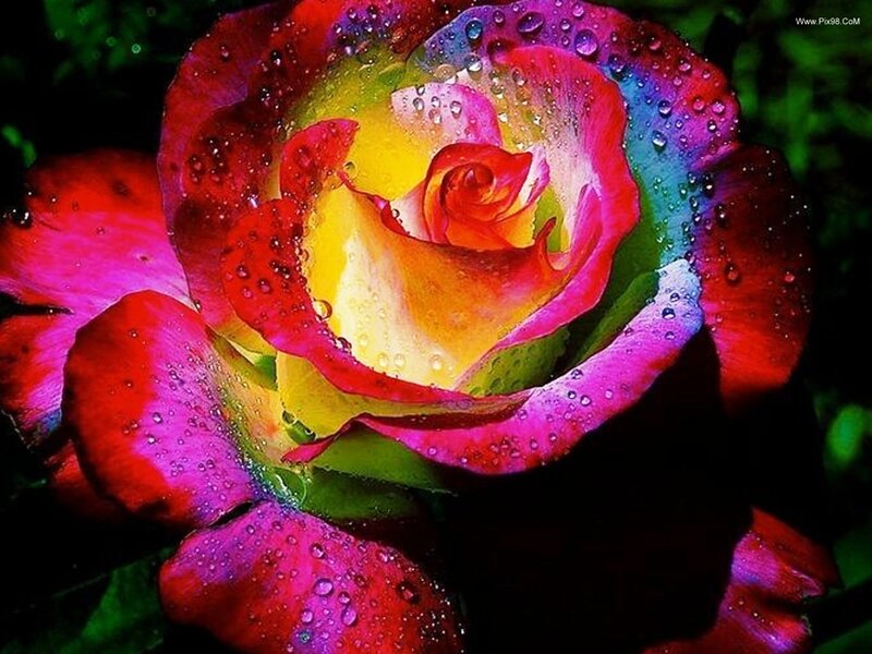 Rainbow Rose Flower — Red, Vibrant, Photograph, Water Droplets