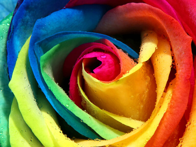 Rainbow Rose Flower — Red, Vibrant