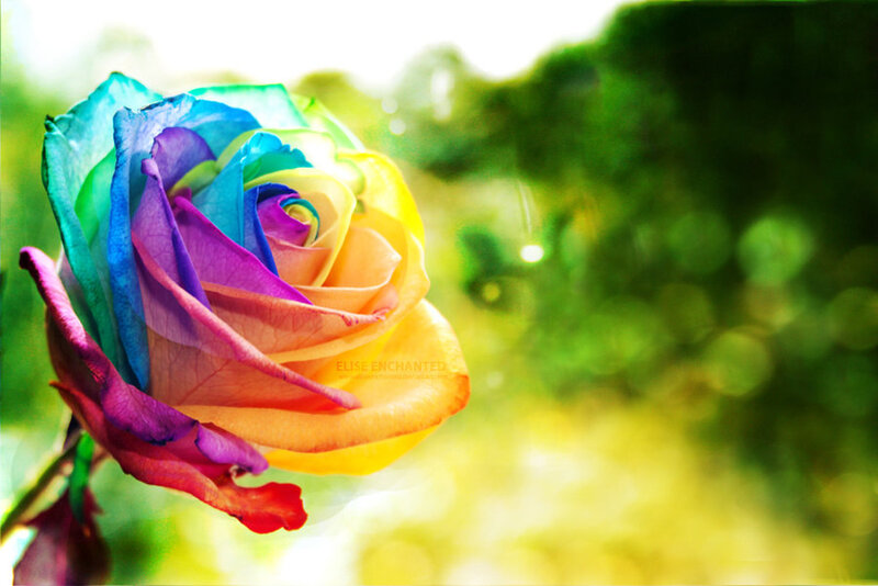 Rainbow Rose Flower — Serene