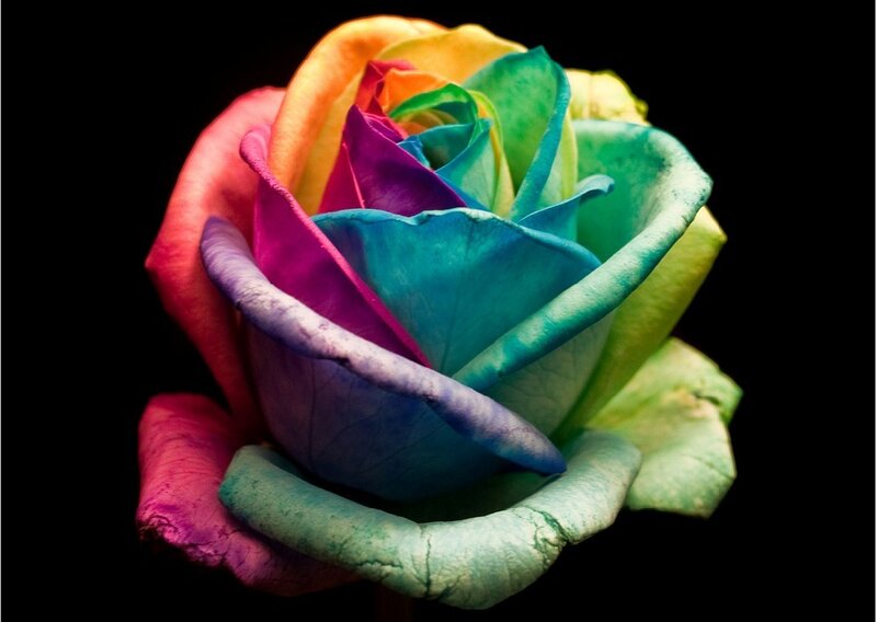 rainbow rose flower