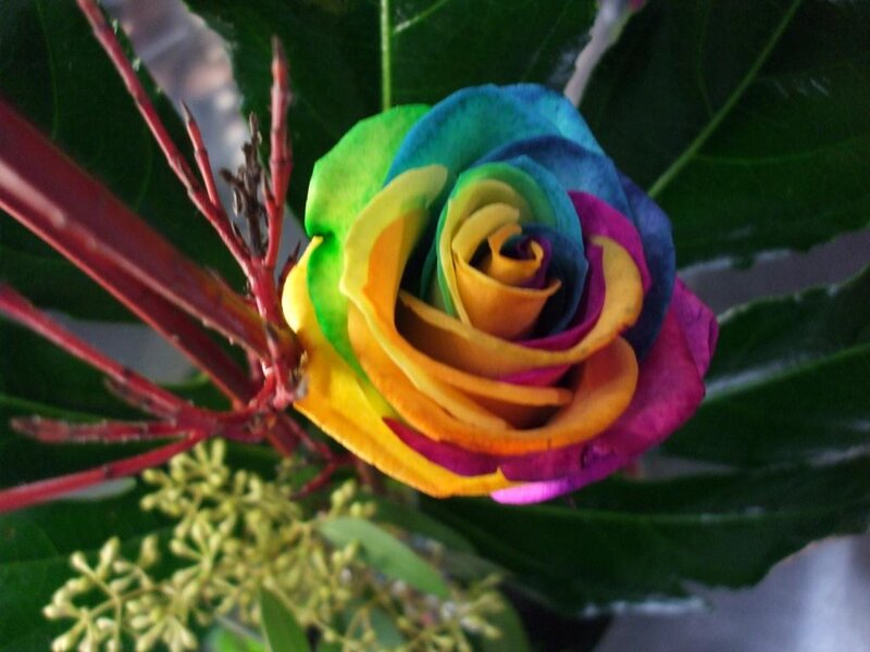Rainbow Rose Flower — Vibrant