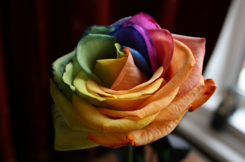 Rainbow Rose Flower — Yellow, Calm
