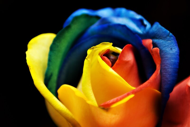 Rainbow Rose Flower — Yellow, Dramatic, Photograph, Petals