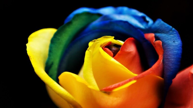 Rainbow Rose Flower — Yellow, Dramatic, Photograph