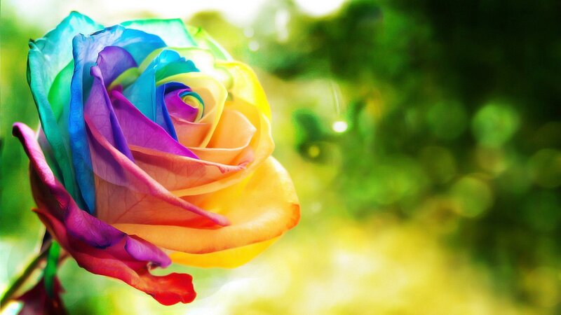 Rainbow Rose Flower — Yellow, Serene, Afternoon