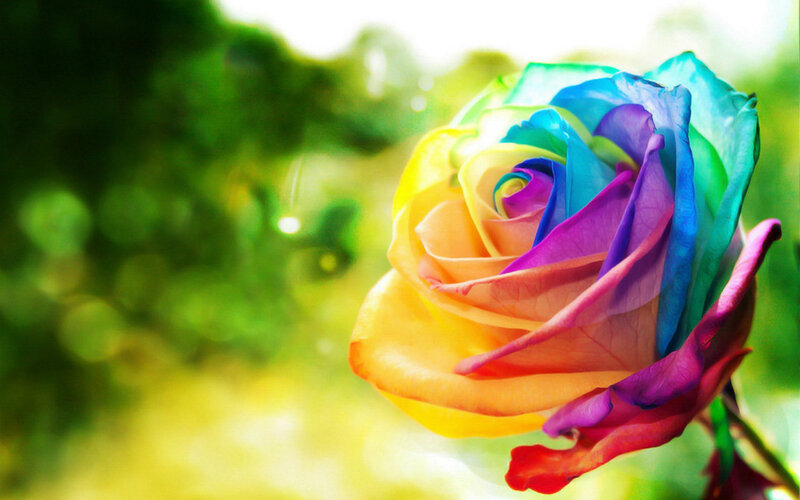 Rainbow Rose Flower — Yellow, Serene