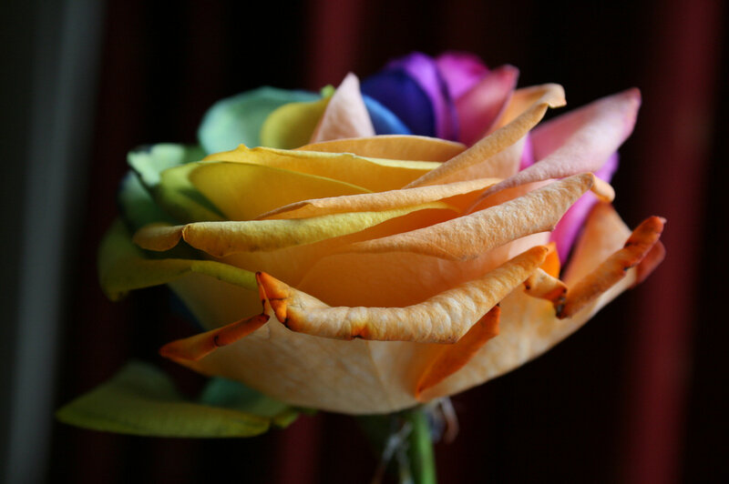 Rainbow Rose Flower — Yellow