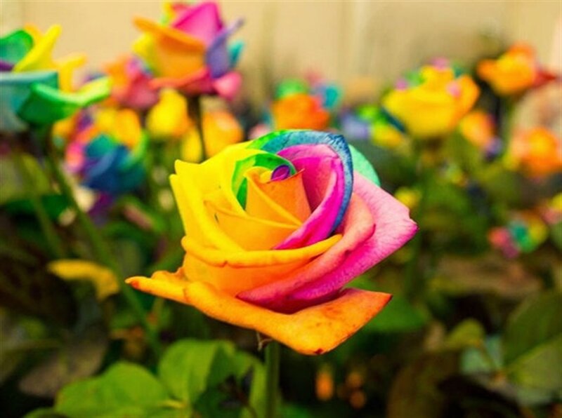 Rainbow Rose Flower — Yellow, Vibrant, Photograph, Flowers
