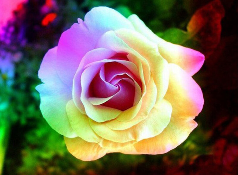 Rainbow Rose Flower — Yellow, Vibrant, Photograph, Petals