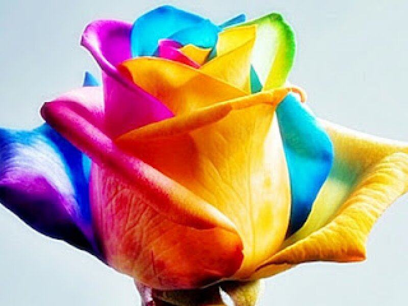 Rainbow Rose Flower — Yellow, Vibrant, Photograph