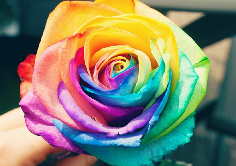 Rainbow Rose Flower — Yellow, Vibrant