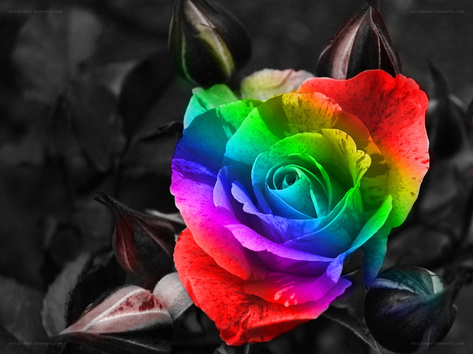 Rainbow rose in black and white