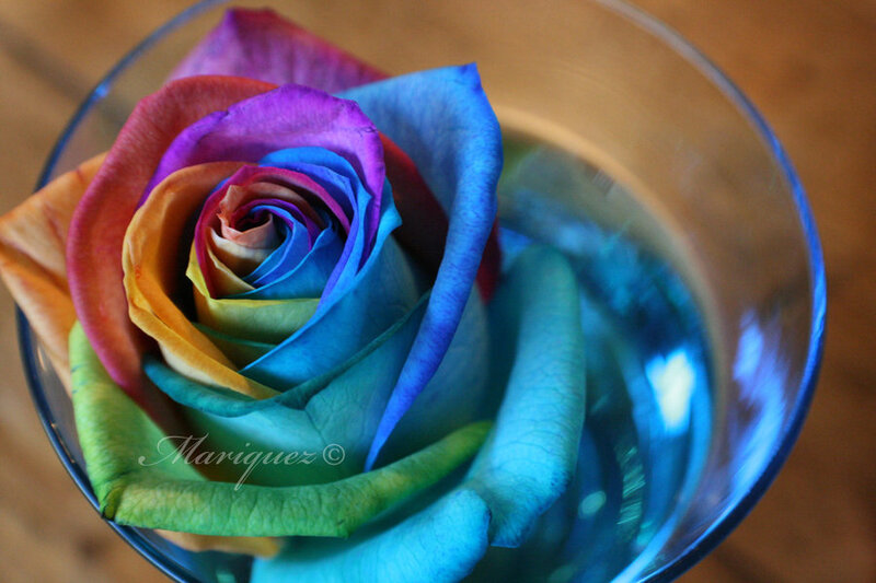 Rainbow Rose in Glass