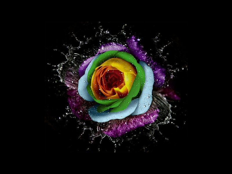 Rainbow Rose in Water
