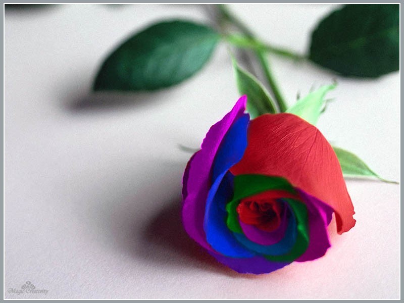 rainbow rose on white
