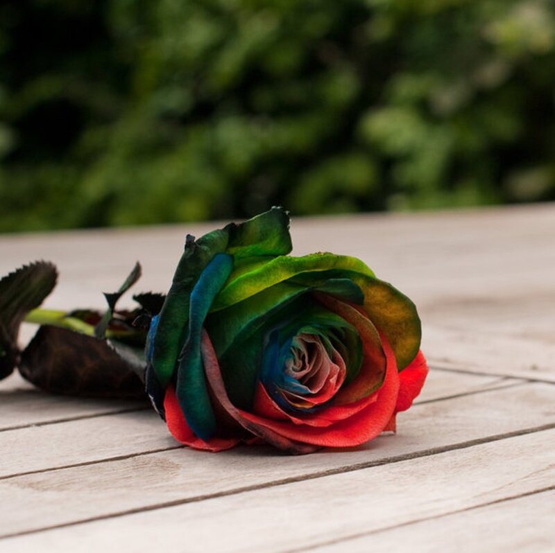 Rainbow Rose on Wood