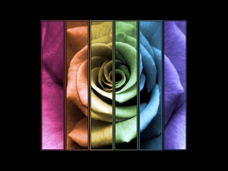 rainbow rose petals