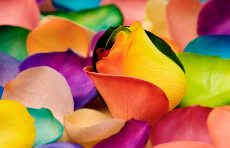 Rainbow Rose Petals — Yellow, Vibrant, Photograph