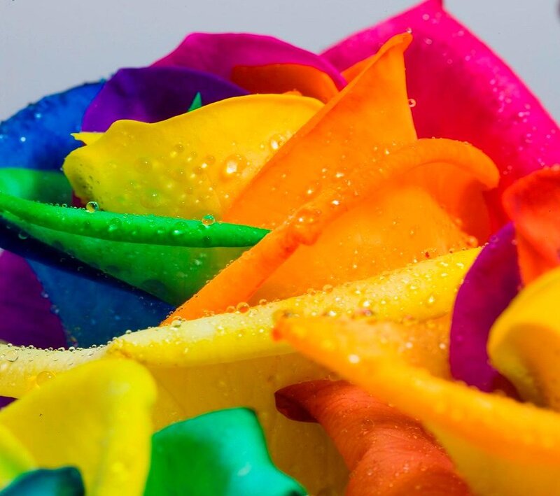 Rainbow Rose Petals — Yellow, Vibrant