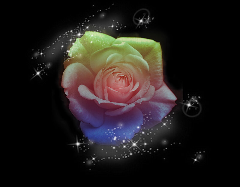 Rainbow Rose