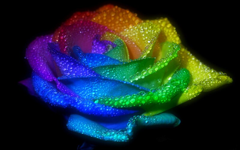 Rainbow Rose with Dew — Blue, Dramatic