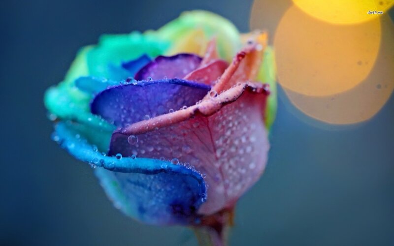 Rainbow Rose with Dew — Blue, Dreamy