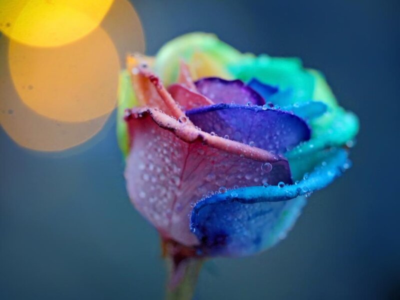Rainbow Rose with Dew — Blue, Serene, Photograph