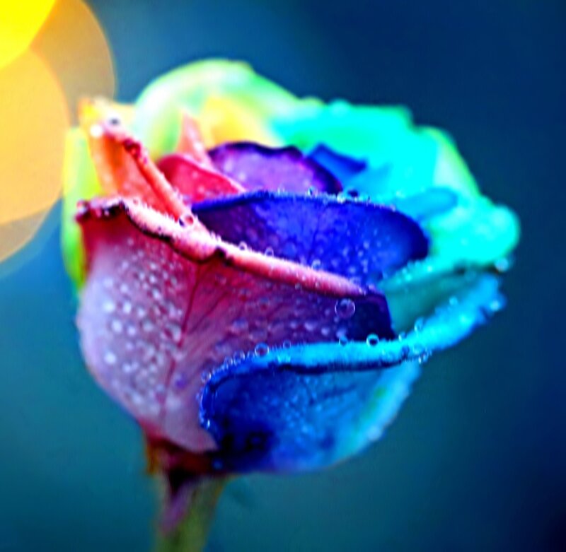 Rainbow Rose with Dew — Blue, Vibrant