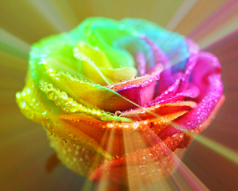 Rainbow Rose with Dew — Green