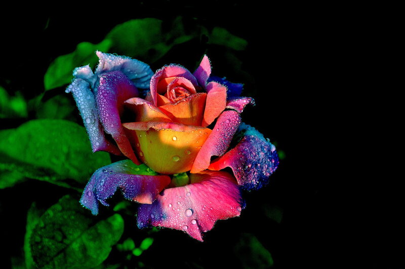 Rainbow Rose with Dew — Purple