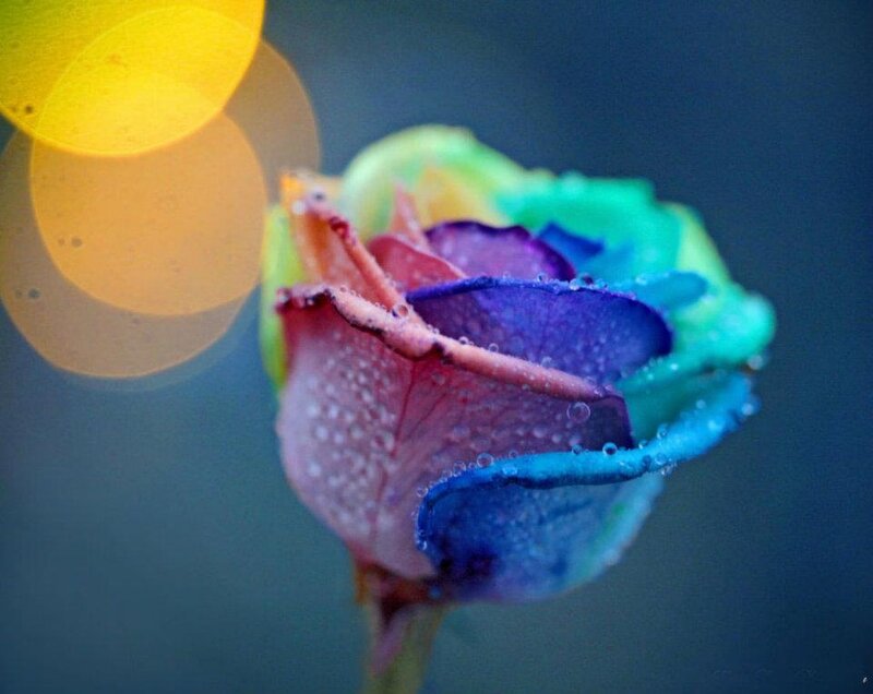 Rainbow Rose with Dew