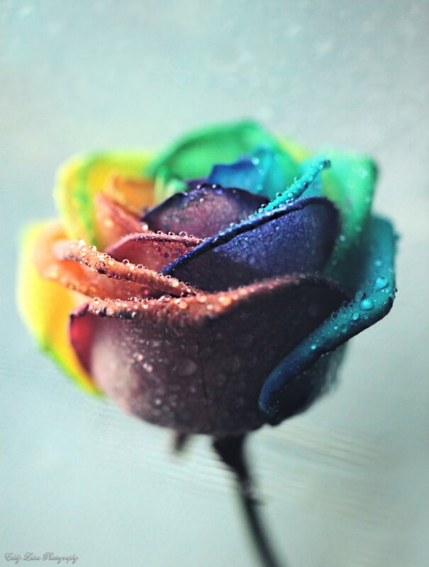 rainbow rose with dewdrops