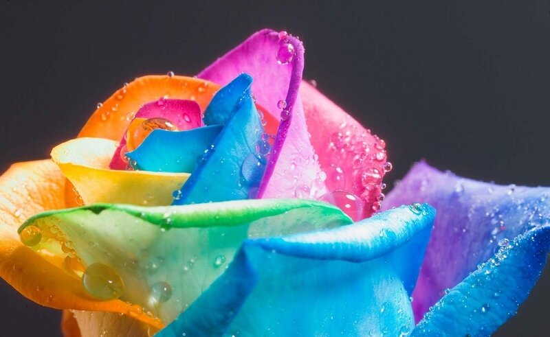 Rainbow rose with water droplets